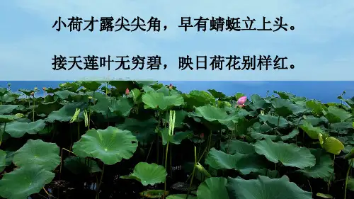 部编版三年级语文下册3《荷花》课件(含49张PPT,2课时)