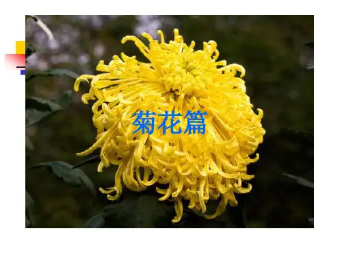 诗歌鉴赏之菊花意象