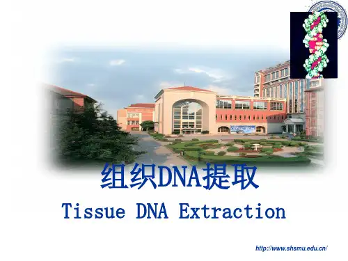 组织DNA提取原理和步骤 详细概述