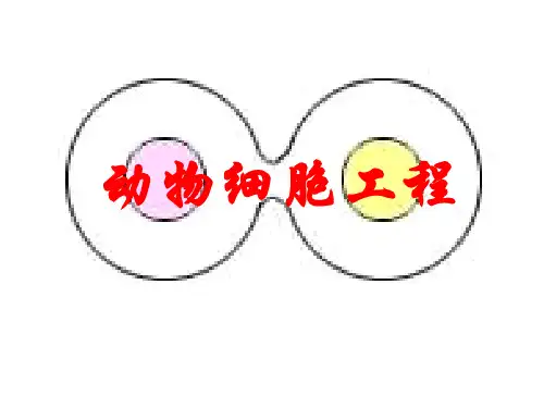 动物细胞工程(一轮复习)