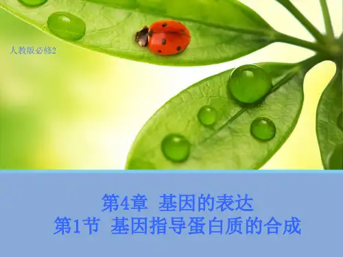 高中人教版生物必修2教学课件：4.1 基因指导蛋白质的合成1 word版含答案