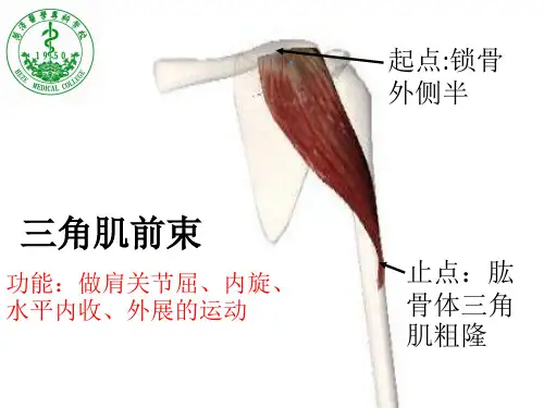 全身关键肌肉