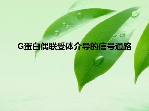 G蛋白偶联受体介导的信号通路课件
