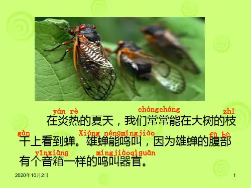 蝉PPT课件
