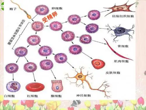 细胞分化、衰老凋亡+癌变
