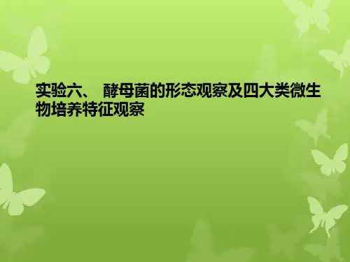 实验六、 酵母菌的形态观察及