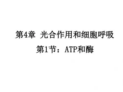 高一生物ATP和酶1(1)