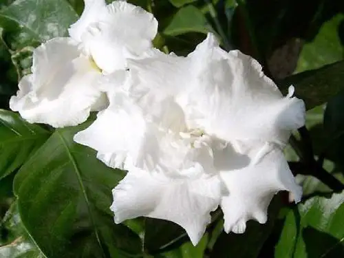 四下20花的勇气