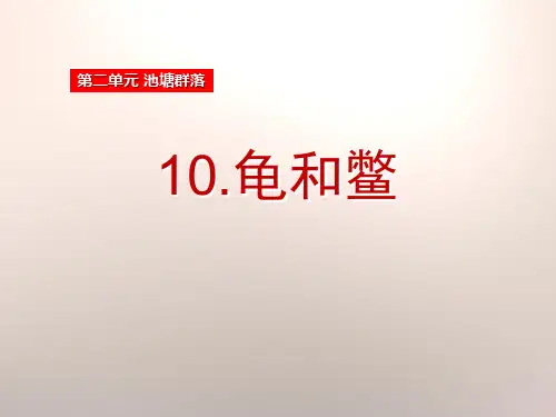 《龟和鳖》鄂教版五年级科学上册课件PPT(3篇)
