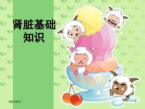 肾病基础知识