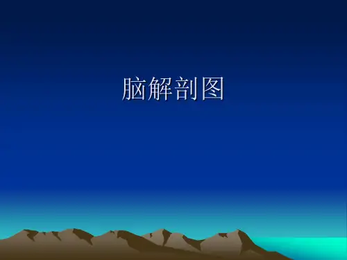 脑解剖图