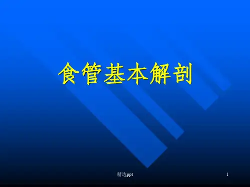 食管基本解剖
