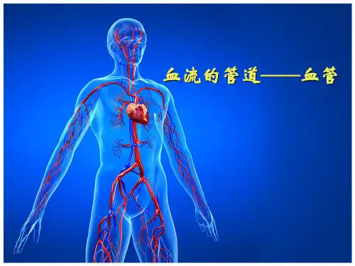 血流的管道——血管课件
