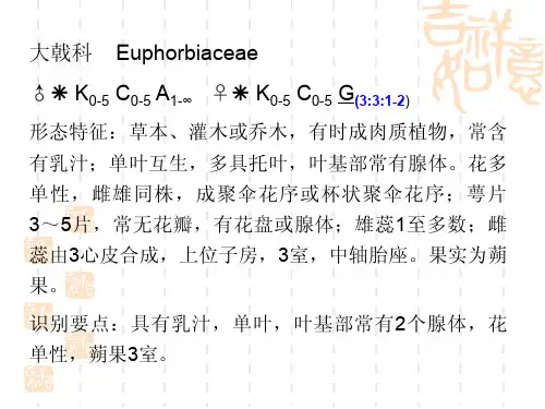 大戟科花的形态