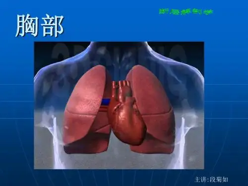 断层解剖学胸部3