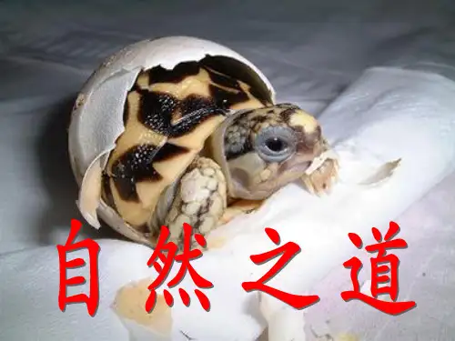 9 自然之道