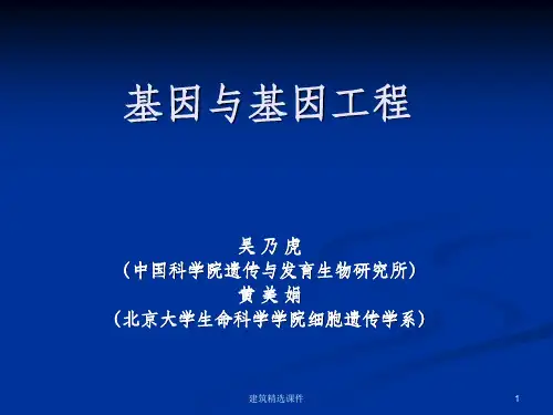 《基因与基因工程》PPT课件