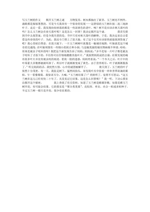 写玉兰树的作文