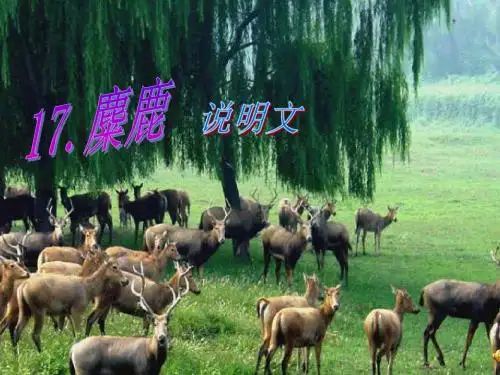 《麋鹿》ppt课件-(1)