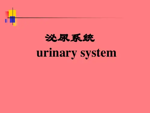 泌尿系统解剖 PPT课件