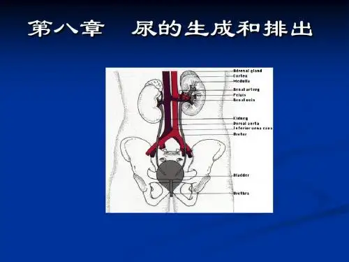 尿的生成和排出C