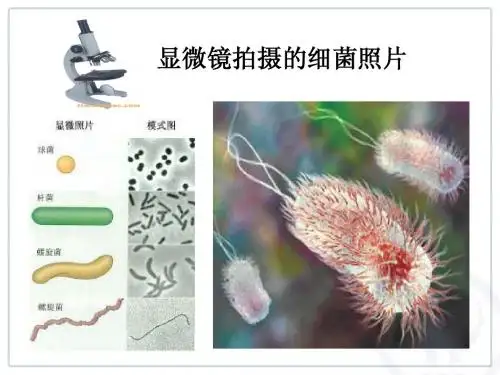 5.5显微镜和望远镜PPT