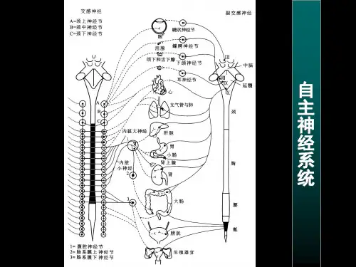 中枢神经系统对内脏活动的调节和高级功能
