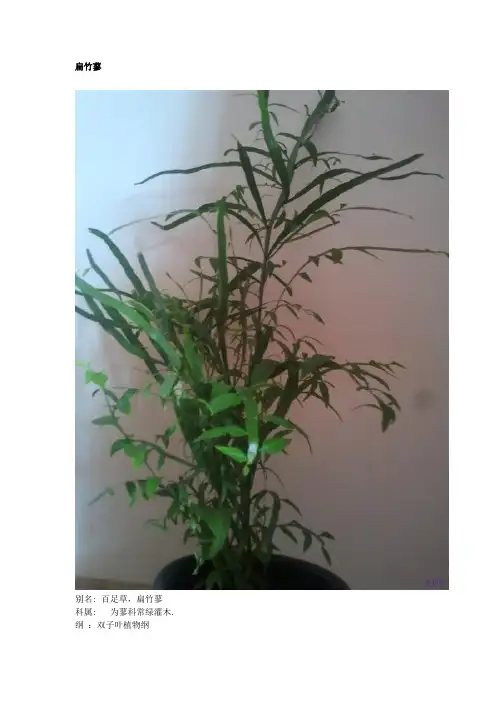 多浆多肉植物---扁竹蓼