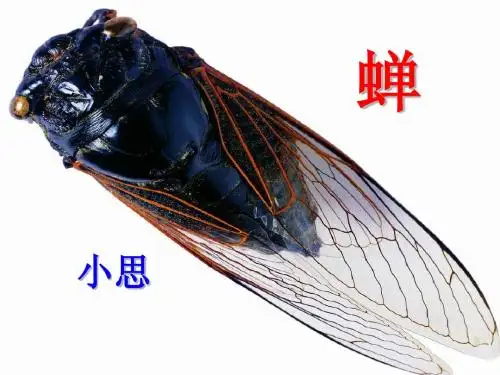 《蝉》教学课件