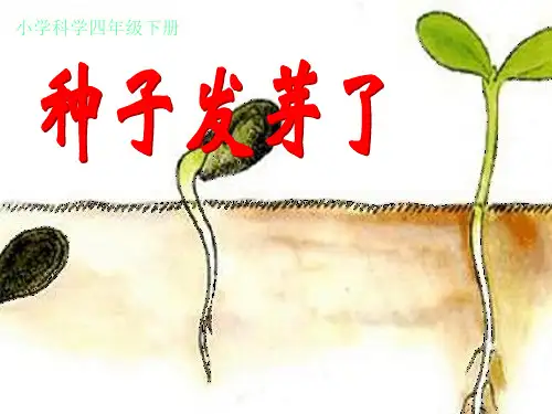 《种子发芽了》小学科学课件