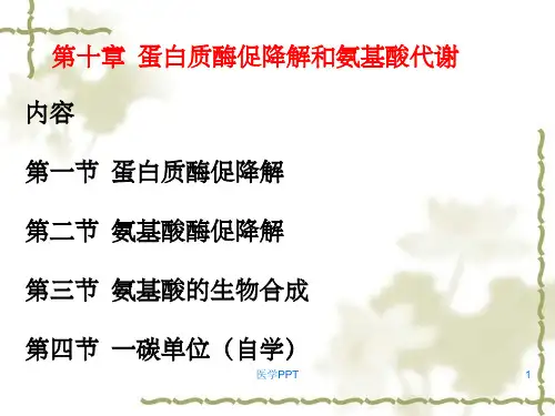 蛋白质酶促降解和氨基酸代谢(1)