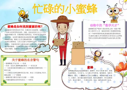 WORD小报：忙碌的小蜜蜂小报手抄报电子小报word小报