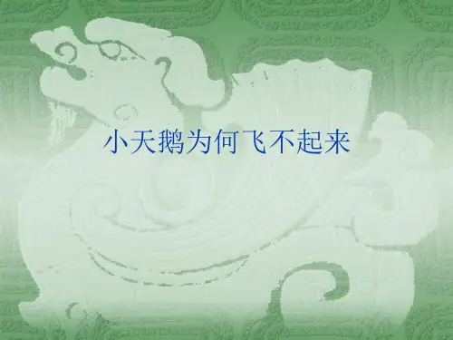 小天鹅为何飞不起来