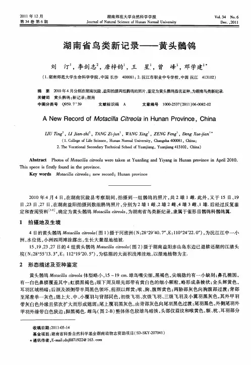 湖南省鸟类新记录——黄头鹡鸽