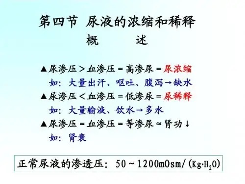 尿的生成和排出