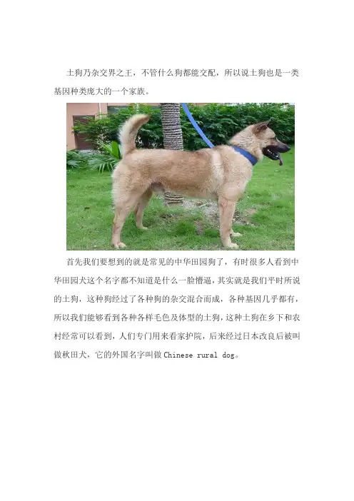 我国土狗(中华田园犬)的品种