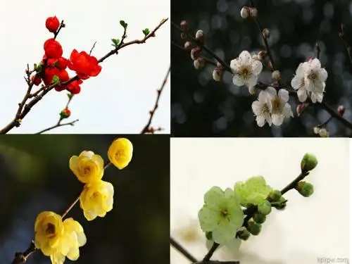 《梅花魂》