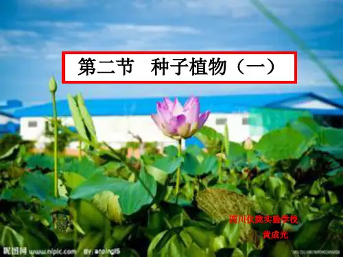 第二节 种子植物一.ppt