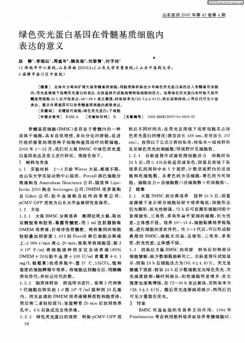 绿色荧光蛋白基因在骨髓基质细胞内表达的意义