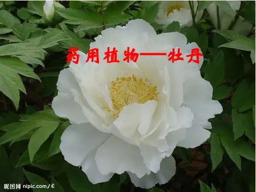 药用植物——牡丹