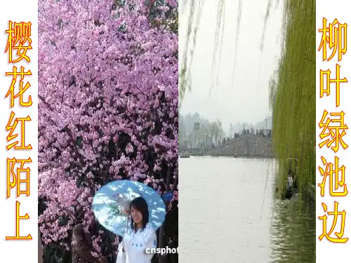 八年级上册生物 芽的类型和结构
