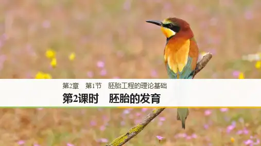高中生物第2章胚胎工程第1节胚胎工程的理论基础第2课时胚胎的发育课件北师大版选修3