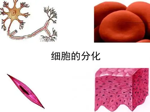 《细胞的分化》PPT课件