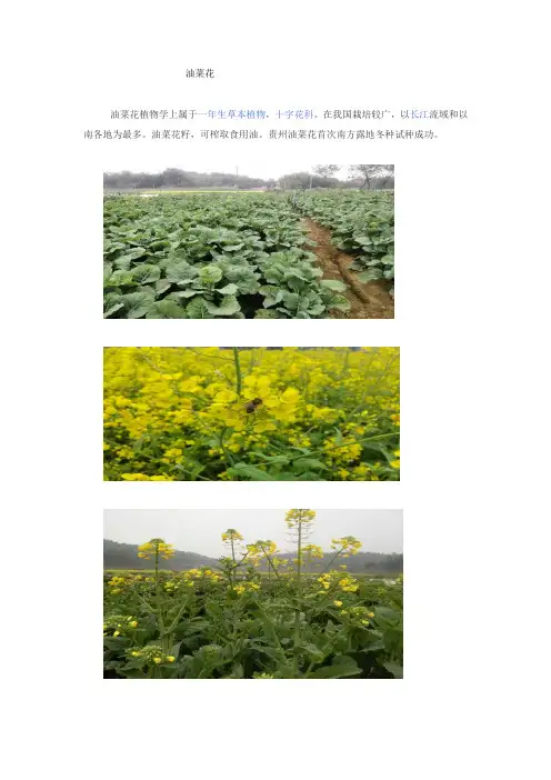 油菜花