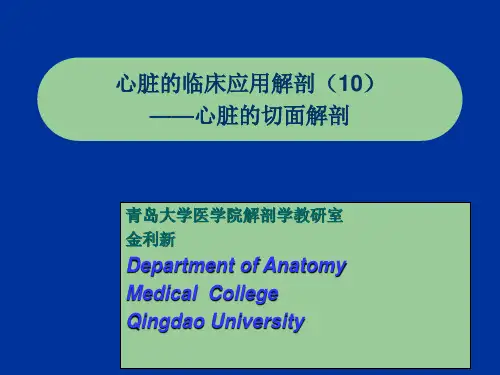 超声心动图切面