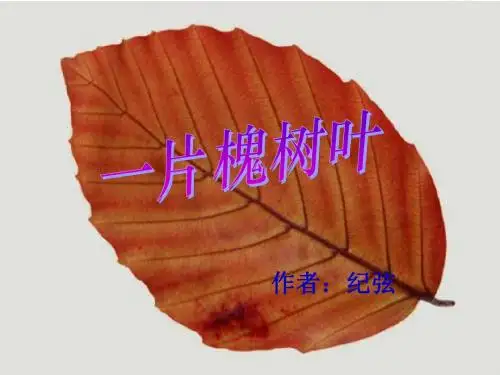 《一片槐树叶》课件2-优质公开课-语文版八下精品