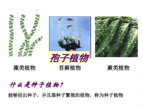 3.1.2种子植物