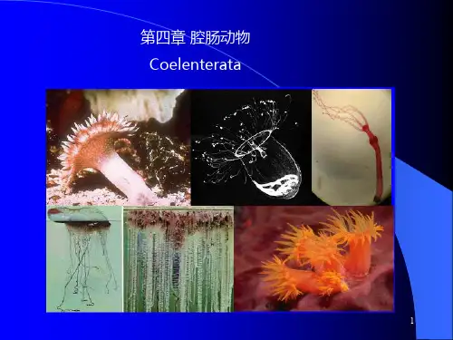 腔肠动物PPT课件