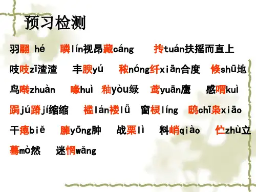 18 鸟 上课PPT课件