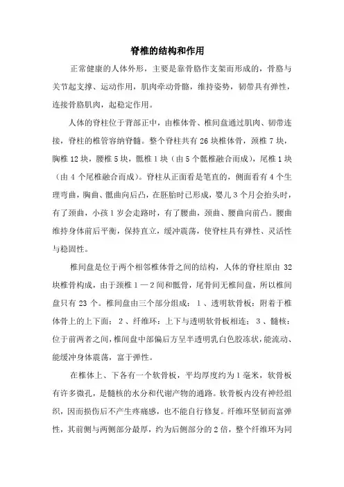 脊椎的结构和作用
